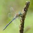 Insectes Aeschne affine (Aeschna affinis)