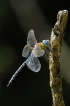 Insectes Aeschne affine (Aeschna affinis)