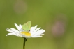 Insectes Thècle de la ronce (Callophrys rubi)