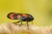 Insectes Cercope sanguin (Cercopis vulnerata)