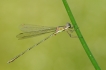 Insectes Leste vert (Chalcolestes viridis)