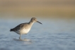 Oiseaux Chevalier sylvain (Tringa glareola)