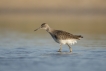 Oiseaux Chevalier sylvain (Tringa glareola)