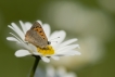 Insectes Cuivré commun (Lycaena phlaeas)