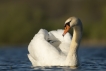 Oiseaux Cygne tuberculé (Cygnus olor)