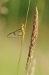 Insectes Éphémère SP