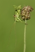 Insectes Éphippigère carénée (Uromenus rugosicollis)