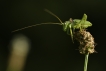 Insectes Éphippigère carénée (Uromenus rugosicollis)