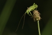 Insectes Éphippigère carénée (Uromenus rugosicollis)