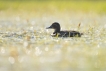 Oiseaux Fuligule milouin (Aythya ferina)