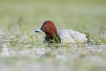 Oiseaux Fuligule milouin (Aythya ferina)