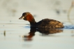 Oiseaux Grèbe castagneux (Tachybaptus ruficollis)