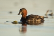 Oiseaux Grèbe castagneux (Tachybaptus ruficollis)
