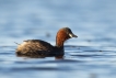 Oiseaux Grèbe castagneux (Tachybaptus ruficollis)