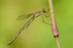 Insectes Leste sauvage (Lestes barbarus)