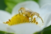 Araignées Thomise Variable (Misumena vatia)