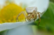 Araignées Thomise Variable (Misumena vatia)