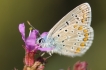Insectes Argus bleu (Polyommatus icarus)