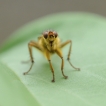 Insectes Mouche scatophage du fumier (Scathophaga stercoraria)
