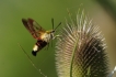 Insectes Sphinx gazé (Hemaris fuciformis)