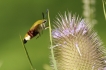 Insectes Sphinx gazé (Hemaris fuciformis)