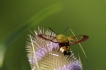 Insectes Sphinx gazé (Hemaris fuciformis)