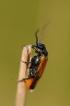 Insectes Stenoria analis