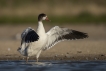 Oiseaux Tadorne de Belon (Tadorna tadorna)