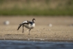 Oiseaux Tadorne de Belon (Tadorna tadorna)
