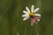 Insectes Zygène de la Filipendule (Zygaena filipendulae)