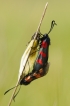 Insectes Zygène de l\'hippocrepis (Zygaena loti)