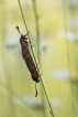 Insectes Zygène de la Filipendule (Zygaena filipendulae)