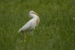 Oiseaux Héron garde-boeufs (Bubulcus ibis)