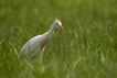 Oiseaux Héron garde-boeufs (Bubulcus ibis)