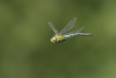 Insectes Anax empereur (Anax imperator)