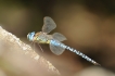 Insectes Aeschne affine (Aeschna affinis)