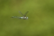 Insectes Aeschne affine (Aeschna affinis)