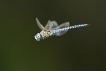 Insectes Aeschne affine (Aeschna affinis)