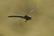 Insectes Aeschne affine (Aeschna affinis)