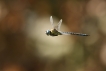 Insectes Aeschne affine (Aeschna affinis)