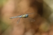 Insectes Aeschne affine (Aeschna affinis)