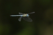 Insectes Aeschne affine (Aeschna affinis)