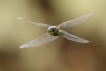 Insectes Aeschne affine (Aeschna affinis)