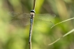 Insectes Aeschne affine (Aeschna affinis)