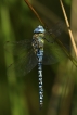Insectes Aeschne affine (Aeschna affinis)