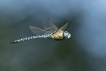 Insectes Aeschne affine (Aeschna affinis)