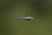 Insectes Aeschne affine (Aeschna affinis)