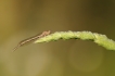 Insectes Agrion blanchâtre (Platycnemis latipes)