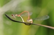Insectes Agrion délicat (Ceriagrion tenellum)