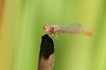 Insectes Agrion délicat (Ceriagrion tenellum)